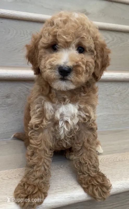 Mini Geo  – Miniature Goldendoodle puppy for sale in Los Angeles, CA