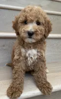 Mini Geo , a male Miniature Goldendoodle for sale in Los Angeles, CA – 1 of 2
