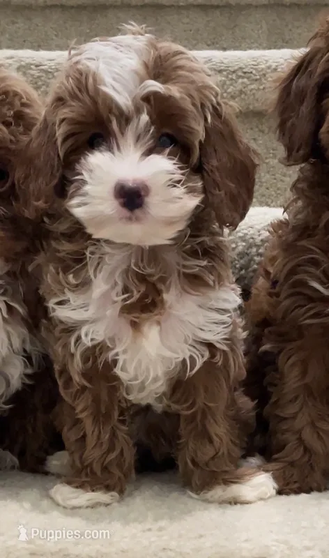 Toy Cody – Cavapoo puppy for sale in Los Angeles, CA