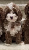 Toy Cody, a male Cavapoo for sale in Los Angeles, CA – 1 of 2