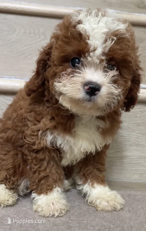 Mini Tuxedo  – Cavapoo puppy for sale in Los Angeles, CA
