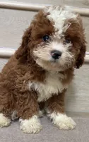 Mini Tuxedo , a female Cavapoo for sale in Los Angeles, CA – 1 of 1