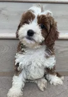 Mini Cici, a female Cavapoo for sale in Los Angeles, CA – 2 of 2