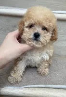 Toy Mochi, a female Poodle - Toy  for sale in Los Angeles, CA – 2 of 2