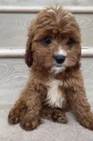 Mini Coffee , a male Cavapoo for sale in Los Angeles, CA – 2 of 2