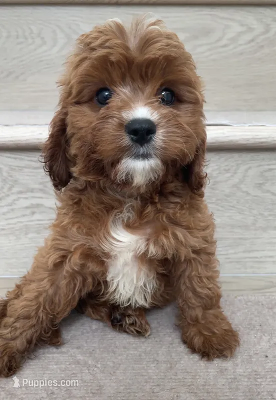 Mini Coffee  – Cavapoo puppy for sale in Los Angeles, CA