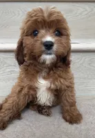 Mini Coffee , a male Cavapoo for sale in Los Angeles, CA – 1 of 2
