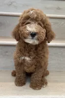 Mini Giggle , a male Miniature Goldendoodle for sale in Los Angeles, CA – 1 of 2