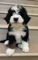 Mini Hazel, a female Miniature Bernedoodle for sale in Los Angeles, CA – 2 of 2