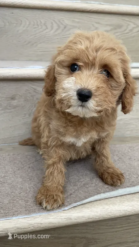Mini Molly – Miniature Goldendoodle puppy for sale in Los Angeles, CA