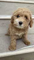 Mini Molly, a female Miniature Goldendoodle for sale in Los Angeles, CA – 1 of 3