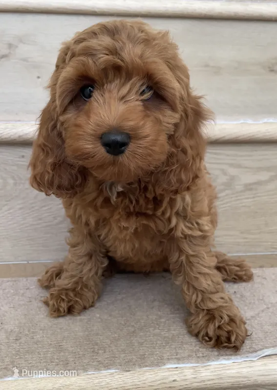 Mini Mia – Cockapoo puppy for sale in Los Angeles, CA