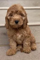Mini Choco, a female Cockapoo for sale in Los Angeles, CA – 2 of 2