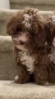 Toy Cookie, a male Cavapoo for sale in Los Angeles, CA – 2 of 2