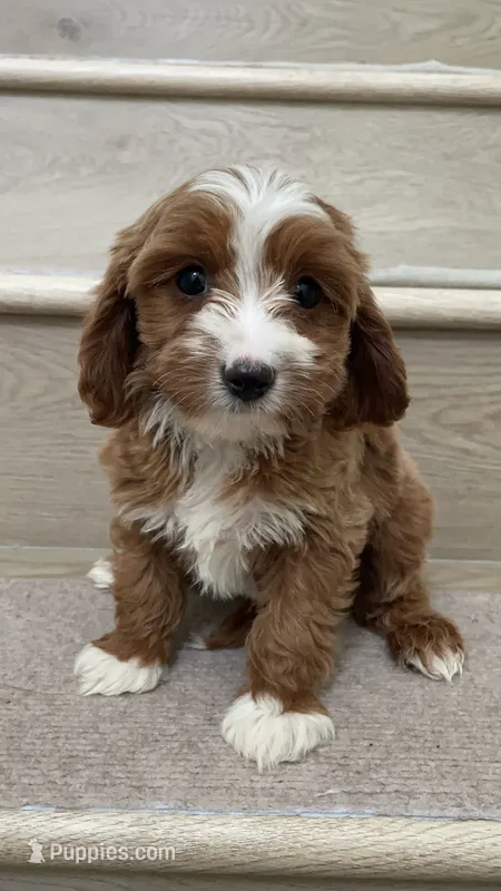 Mini Cody – Cavapoo puppy for sale in Los Angeles, CA