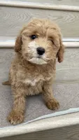 Mini Molly, a female Miniature Goldendoodle for sale in Los Angeles, CA – 3 of 3