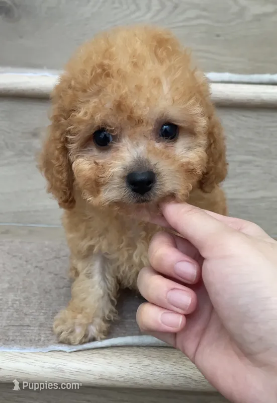 Toy Molly – Poodle - Toy  puppy for sale in Los Angeles, CA