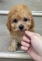 Toy Molly, a female Poodle - Toy  for sale in Los Angeles, CA – 1 of 2