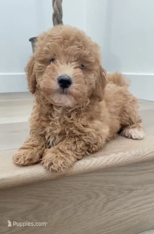 Mini Bobo – Maltipoo, Bichpoo puppy for sale in Los Angeles, CA