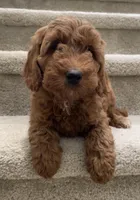 Mini Ruby, a female Miniature Goldendoodle for sale in Los Angeles, CA – Photo 1 of 2