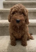 Mini Ruby, a female Miniature Goldendoodle for sale in Los Angeles, CA – Photo 2 of 2