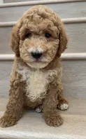 Mini Glen, a male Miniature Goldendoodle for sale in Los Angeles, CA – 2 of 2