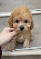 Toy Molly, a female Poodle - Toy  for sale in Los Angeles, CA – 2 of 2