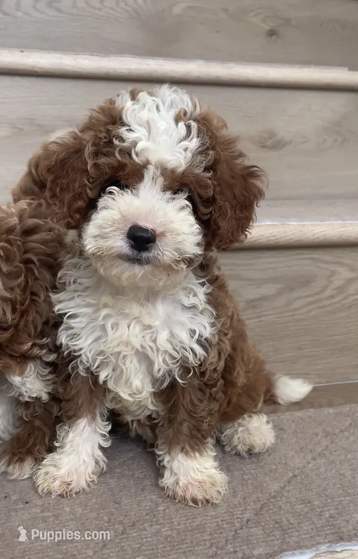 Mini Cooper  – Cavapoo puppy for sale in Los Angeles, CA