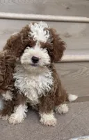 Mini Cooper , a male Cavapoo for sale in Los Angeles, CA – 1 of 2