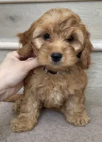 Mini Toy Coco, a female Cockapoo for sale in Los Angeles, CA – 2 of 2