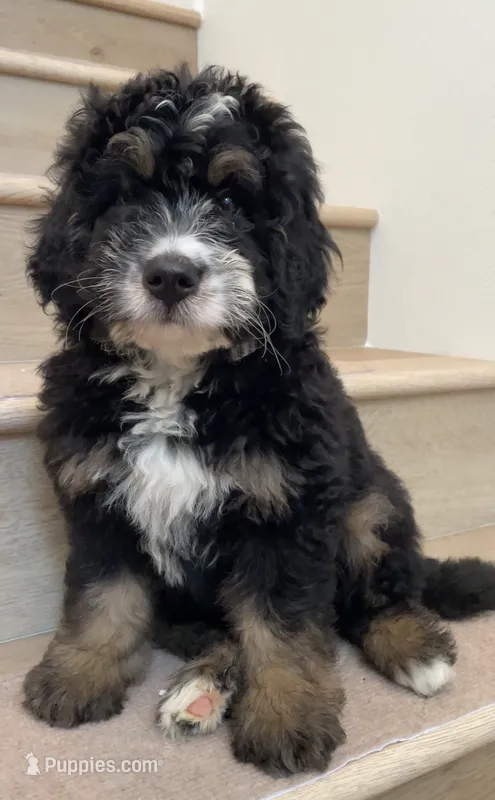 Mini Cooper – Miniature Bernedoodle puppy for sale in Los Angeles, CA