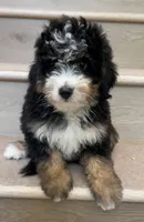 Mini Coco, a female Miniature Bernedoodle for sale in Los Angeles, CA – 2 of 2