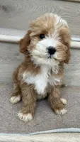 Mini Momo, a female Miniature Goldendoodle for sale in Los Angeles, CA – 3 of 4