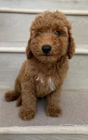 Mini Cooper , a male Miniature Goldendoodle for sale in Los Angeles, CA – 2 of 2