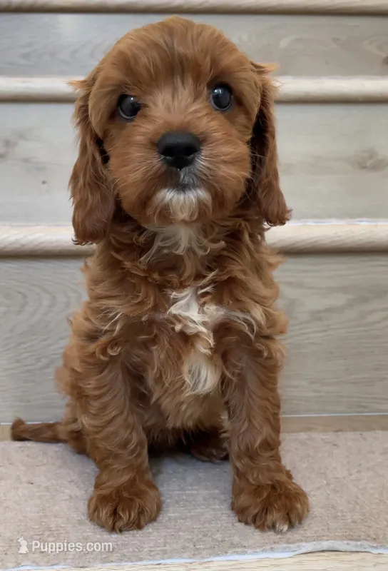 Mini Cobe – Cavapoo puppy for sale in Los Angeles, CA