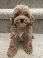 Toy size Mocha, a male Cockapoo for sale in Los Angeles, CA – Photo 2 of 2