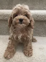 Toy size Mocha, a male Cockapoo for sale in Los Angeles, CA – Photo 1 of 2