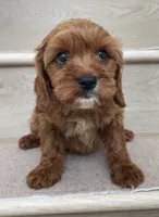 Mini Cobe, a male Cavapoo for sale in Los Angeles, CA – 2 of 2