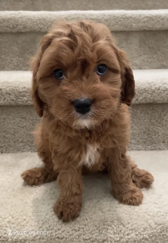 Mini Coco – Miniature Goldendoodle puppy for sale in Los Angeles, CA
