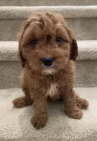 Mini Coco, a female Miniature Goldendoodle for sale in Los Angeles, CA – Photo 1 of 2
