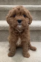 Mini Coco, a female Miniature Goldendoodle for sale in Los Angeles, CA – Photo 2 of 2