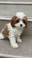 Mini Coco, a female Cavapoo for sale in Los Angeles, CA – 2 of 3