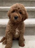 Mini Gage, a male Miniature Goldendoodle for sale in Los Angeles, CA – Photo 2 of 2