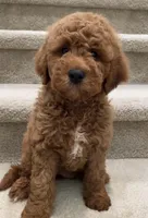 Mini Gage, a male Miniature Goldendoodle for sale in Los Angeles, CA – Photo 1 of 2