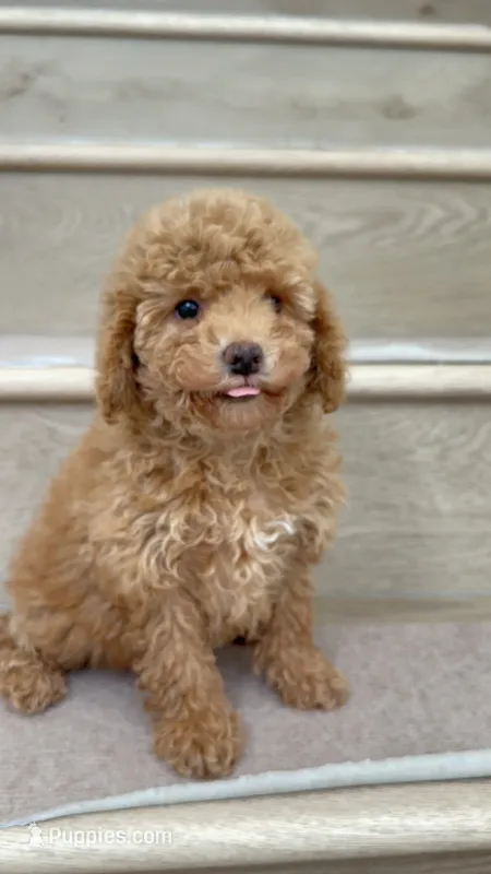 Mini Bella – Maltipoo, Bichpoo puppy for sale in Los Angeles, CA