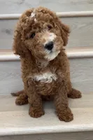 Mini Goofy, a male Miniature Goldendoodle for sale in Los Angeles, CA – 2 of 2