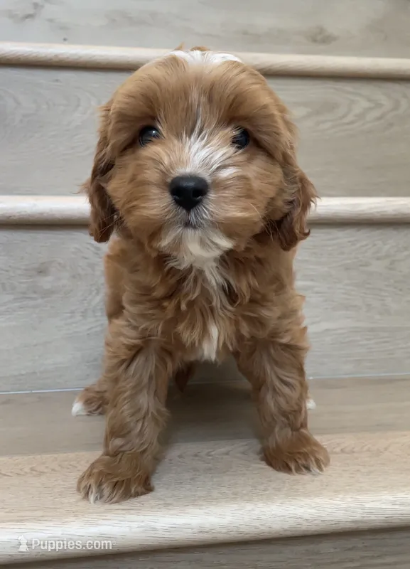 Mini Cobe – Cavapoo puppy for sale in Los Angeles, CA