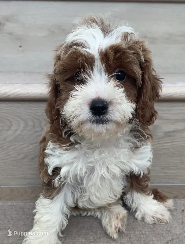 Mini Cici – Cavapoo puppy for sale in Los Angeles, CA