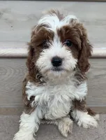 Mini Cici, a female Cavapoo for sale in Los Angeles, CA – 1 of 2