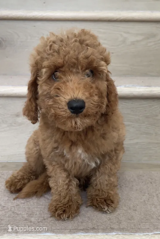 Mini Cooper  – Miniature Goldendoodle puppy for sale in Los Angeles, CA